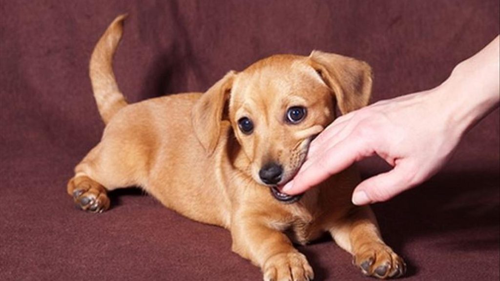 Nằm mơ thấy chó cắn không chảy máu