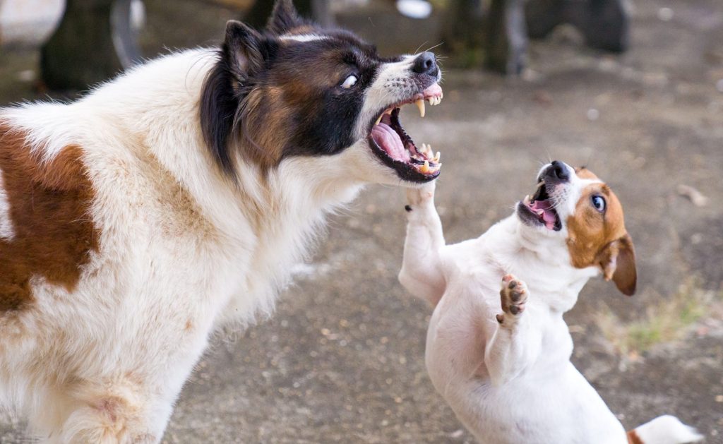 Nằm mơ thấy chó cắn là điềm gì?