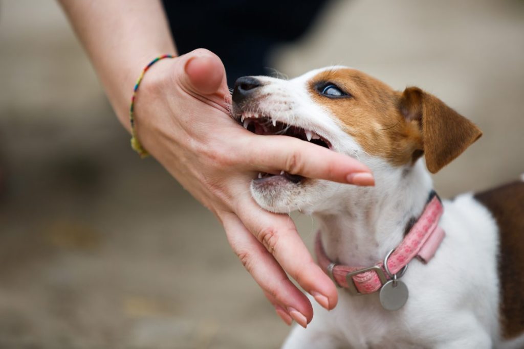 Ngủ mơ thấy chó con cắn tay mình