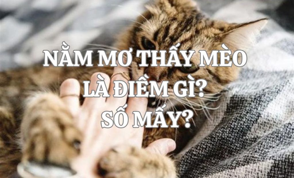 Nằm mơ thấy mèo là điềm báo lành hay dữ? Giải mã chi tiết từ A-Z