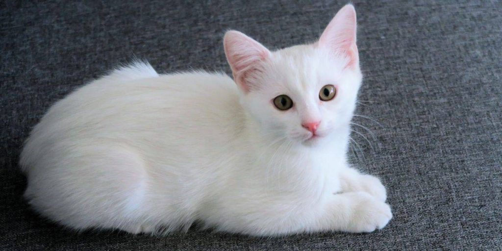Chiêm bao thấy mèo là điềm báo gì?