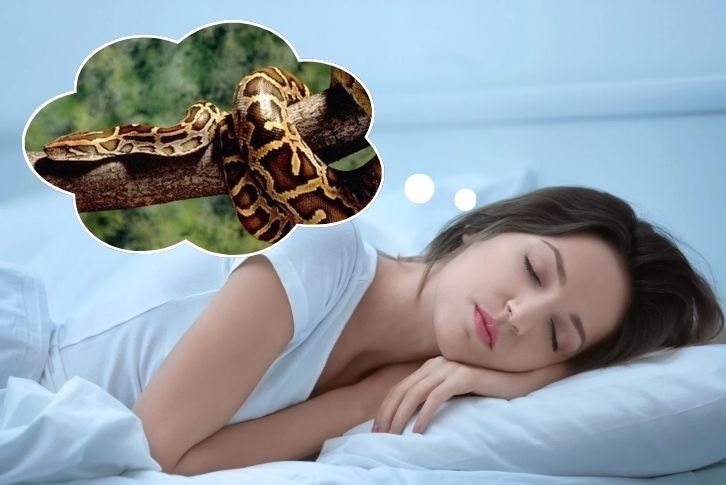 Nằm mơ thấy trăn là điềm báo gì?